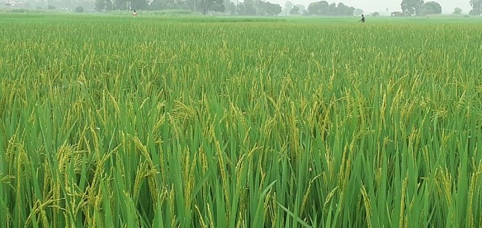 Paddy crop in a rural field.